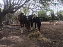 Casa en venta en Vitacura — foto 15 de 37